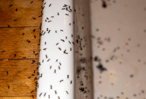 Best Best Pest Control Companies  in Bethel Rk, PA